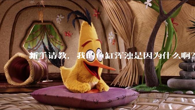 新手请教，我的鱼缸浑浊是因为什么啊？
